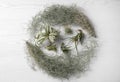 Different tillandsia plants on white wooden table, flat lay. House decor