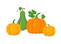 Different tipes of pumpkin on white background.