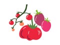 Different Tomato Varieties Fresh Vegetable, Organic Nutritious Vegetarian Food for Healthy Diet Vector Illustration