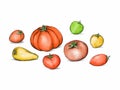 Illustration of tomatoes in different sizes and shapes