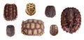 Different Tortoiseshells on white Royalty Free Stock Photo
