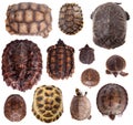 Different Tortoiseshells on white Royalty Free Stock Photo