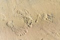 Tracks and Prints in dry sand by animals and humans