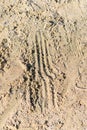 Tracks and Prints in dry sand by animals and humans