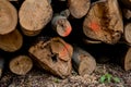 Different tree trunks cut on top of each other