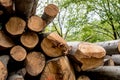 Different tree trunks cut on top of each other