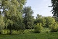 Different trees growing together in the forest Royalty Free Stock Photo