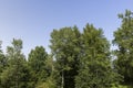 Different trees growing together in the forest Royalty Free Stock Photo