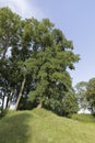 Different trees growing together in the forest Royalty Free Stock Photo