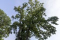 Different trees growing together in the forest Royalty Free Stock Photo