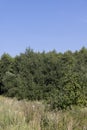 Different trees growing together in the forest Royalty Free Stock Photo