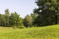 Different trees growing together in the forest Royalty Free Stock Photo