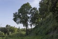 Different trees growing together in the forest Royalty Free Stock Photo