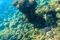 Different tropical fish at coral reef in the Red sea in Blue lagoon, Sinai peninsula in Egypt