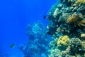 Different tropical fish at coral reef in the Red sea in Ras Mohammed national park, Sinai peninsula, Egypt