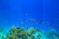 Different tropical fish at coral reef in the Red sea in Ras Mohammed national park, Sinai peninsula, Egypt