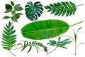 Different tropical leaves isolate on white background with clipping path included. Tropic green banana leaf, palm, jungle plant, Royalty Free Stock Photo