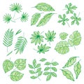 Different tropical leaves summer green exotic jungle palm leaf nature plant botanical hawaii flora vector illustration. Royalty Free Stock Photo