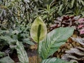 Different tropical plants in greenhouse Royalty Free Stock Photo