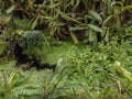 Different tropical plants in greenhouse Royalty Free Stock Photo