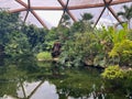 Different tropical plants near pond in greenhouse Royalty Free Stock Photo