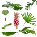 Different tropical plants on white background