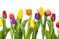 Different tulips