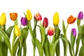 Different tulips