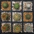 Different type of cactus in a black square pot that decorated with small white brown and black stone.