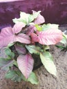 Different type of croton plant