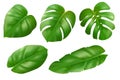 Different type exotic leaves set. Beautiful 3d Jungle tropical plants. Calathea, Monstera and green palm leaves Royalty Free Stock Photo