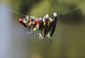 different type fish lure hanging fishing line. High quality photo