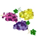 Juicy,delicious and fresh grapes harvested