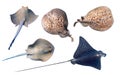 Different type of Stingrays isolated on a white backgr Bluespotted Ribbontail Ray, Panther Electric Ray, Spotted Eagle Ray. Set