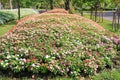 Different Type Of Various Colorful Flowers In The Garden Thailand