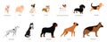 Different type of vector cartoon dogs. Royalty Free Stock Photo