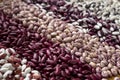 Different types of beans - kidney, variegated beans, anasazi, background. Leguminous, red, white, beige and black beans