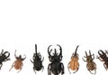 Different types of beetles on white background. Study guide, insect study concept. Flat lay style with copy space for your text,