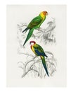 Different types of birds illustrated by Charles Dessalines D` Orbigny 1806-1876 Digitally enhanced from our own 1892 edition Royalty Free Stock Photo