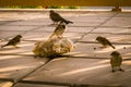 Different types of birds photo, dove, male sparrow, female pigeon, yellow nacked robin, rock pigeon Dove, middle eastern desert