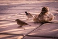 Different types of birds photo, dove, male sparrow, female pigeon, yellow nacked robin, rock pigeon Dove, middle eastern desert