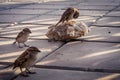 Different types of birds photo, dove, male sparrow, female pigeon, yellow nacked robin, rock pigeon Dove, middle eastern desert