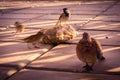 Different types of birds photo, dove, male sparrow, female pigeon, yellow nacked robin, rock pigeon Dove, middle eastern desert