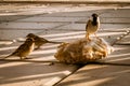 Different types of birds photo, dove, male sparrow, female pigeon, yellow nacked robin, rock pigeon Dove, middle eastern desert