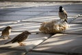 Different types of birds photo, dove, male sparrow, female pigeon, yellow nacked robin, rock pigeon Dove, middle eastern desert