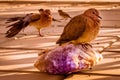 Different types of birds photo, dove, male sparrow, female pigeon, yellow nacked robin, rock pigeon Dove, middle eastern desert