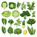 Different Types of Cabbage and Lettuce - Simple Flat Illustration AI Generated