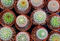 Different types of cacti in pots, top view