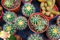 Different types of cacti in pots, top view