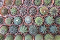 Different types of cactus plants in pot